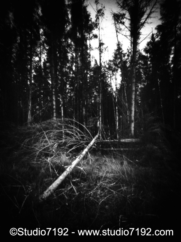 The fallen tree, Co. Fermanagh # 19090675