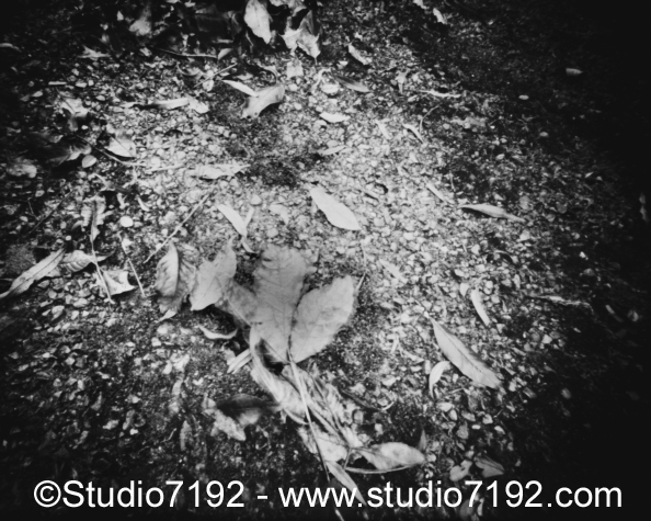 Autumn leaves # 19100675