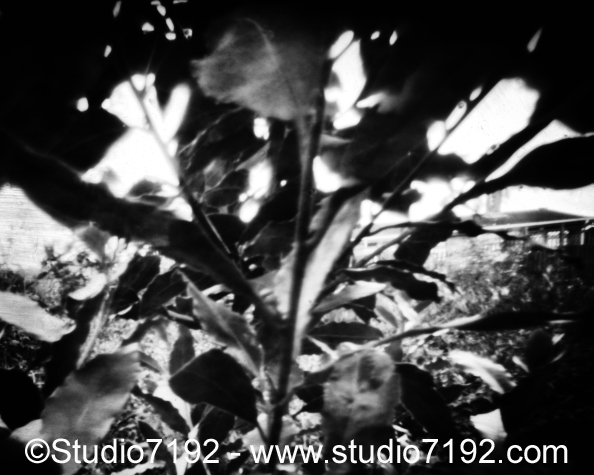 Bay leaves  For Sale as a Laminated Print, without any Copyright Information: 210mm x 297mm GBP 12 including Shipping Worldwide. If you have questions, please do not hestitate and ask us: studio7192@gmail.com (Prod.Code: 19100776)Laurel tree # 19100776