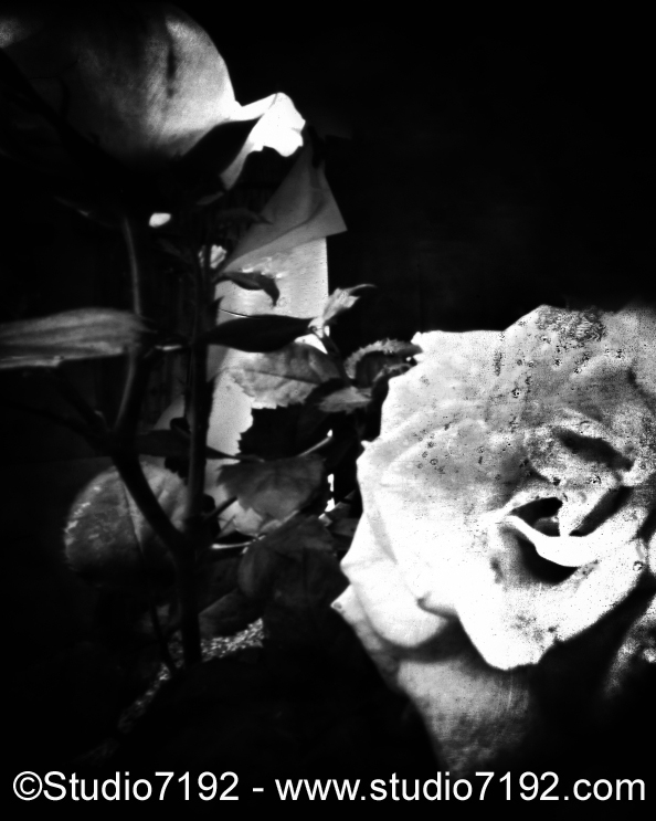 The Rose # 19100875