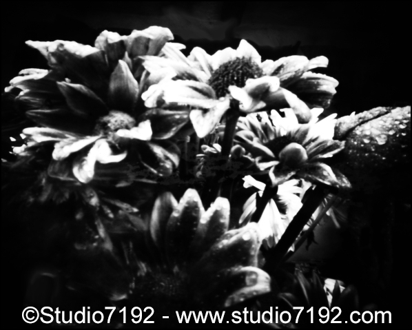 Chrysanthemums   (Asteraceae). This black and white camera obscura photo is NOT sharp due to camera characteristic. Taken on analogue photographic Kentmere Photographic Paper, Kenthene Glossy M.WT.2   3:30min   Developer: Tetenal Eukobrom AC 1:9 at ISO 6, with a professional pinhole camera (Lerouge 4