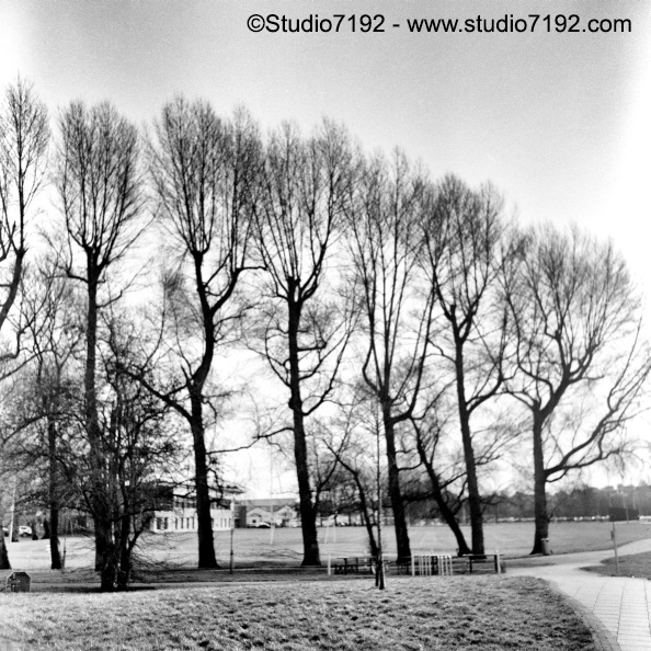 Trees in the Spring 2019 - Enniskillen Collection 19021301