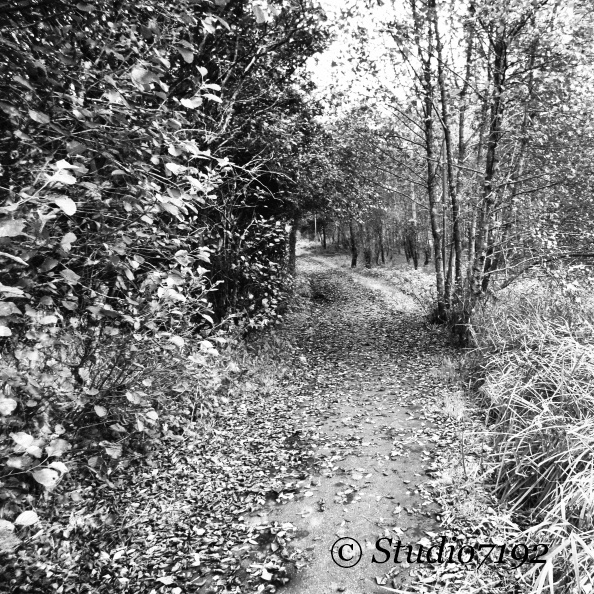 Autumn walk - Enniskillen Collection No.509