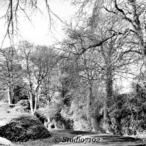 Walk in the Park - Enniskillen Collection No.382