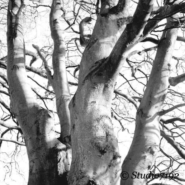 Tree in Nov. - Enniskillen Collection No.926