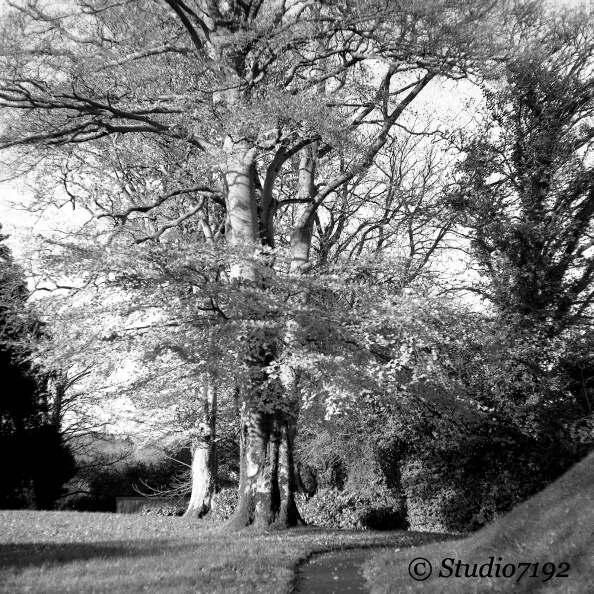 Autumn - Enniskillen Collection No.561 