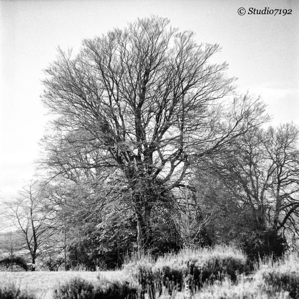 Tree in the Autumn/14 - Enniskillen Collection No.839 