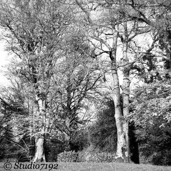 Two Trees in Autumn - Enniskillen Collection No.312