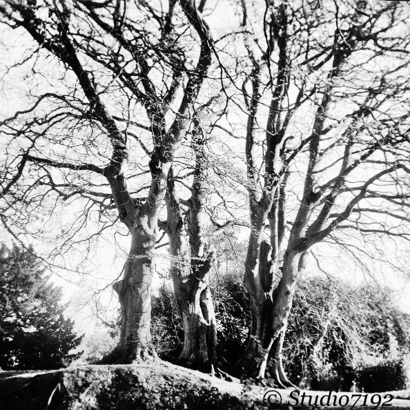 Tree in November - Enniskillen Collection No.391