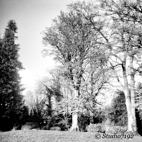 Trees - Enniskillen Collection No.111