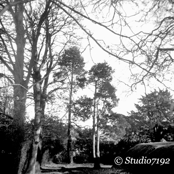 Tree World - Enniskillen Collection No.708