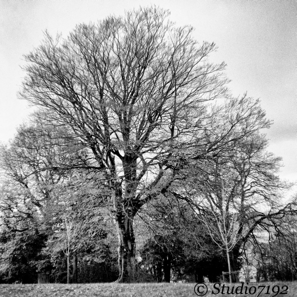 Without leaves - Enniskillen Collection No.915