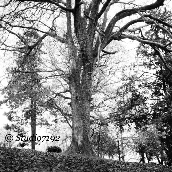 Autumn Trees - Enniskillen Collection No.417