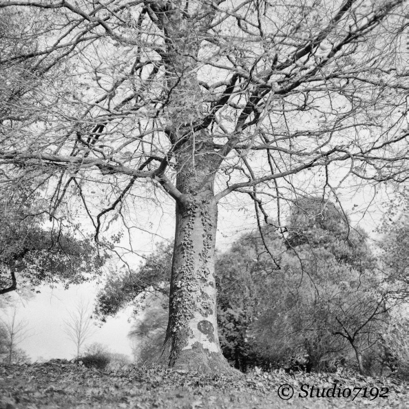 Tree in Nov./2 - Enniskillen Collection No.809