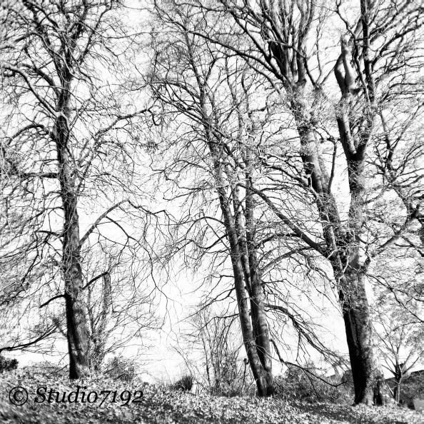 Three Trees - Enniskillen Collection No.422