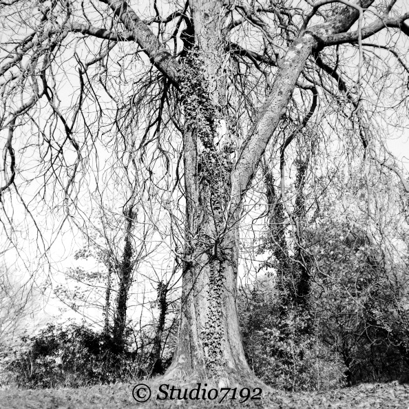 Tree & no leaves - Enniskillen Collection No.477 