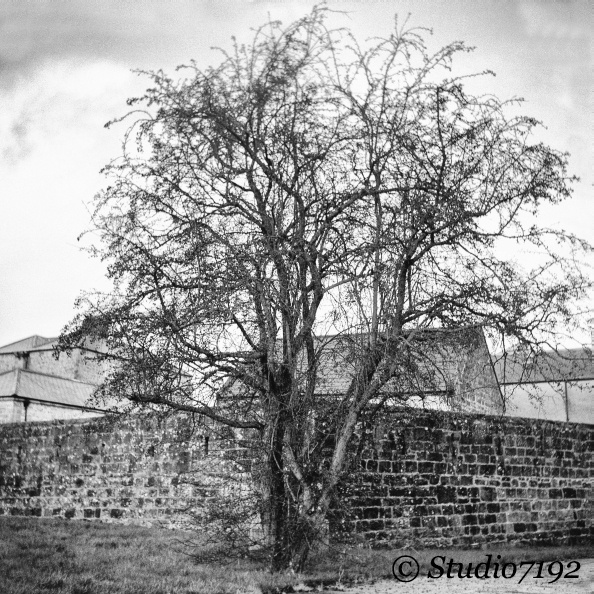 Castle Tree - Enniskillen Collection No.555 