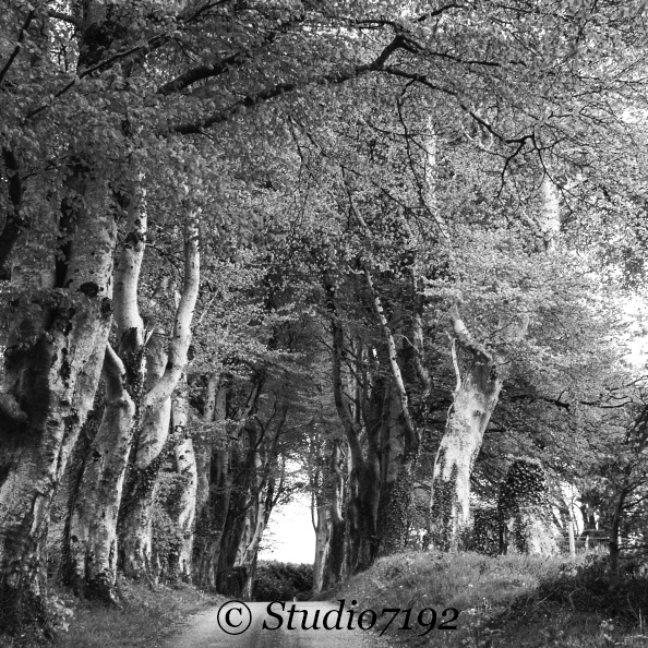 Alley of trees - Fermanagh Collection No.784