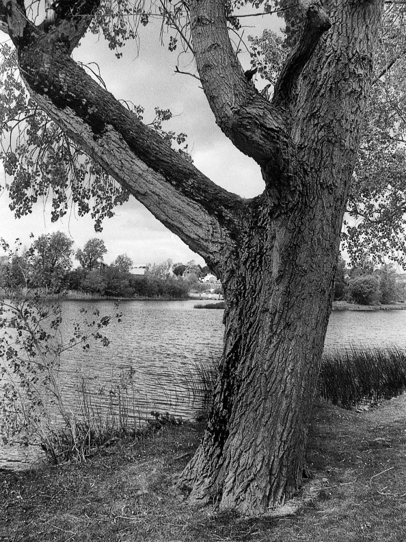 the lonley tree beside the river, view of River Erne, Northern Ireland, in black and white  - #20122234